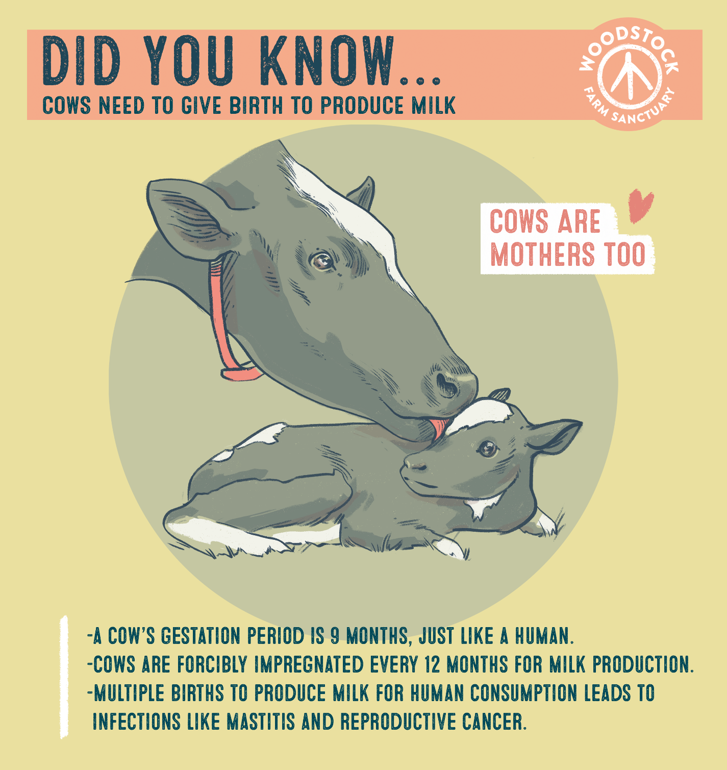 Did you know... Cows need to give birth to produce milk. Cows are mothers too. A cow’s gestation period is 9 months, just like a human. Cows are forcibly impregnated every 12 months for milk production. Multiple births to produce milk for human consumption leads to infections like mastitis and reproductive cancer.