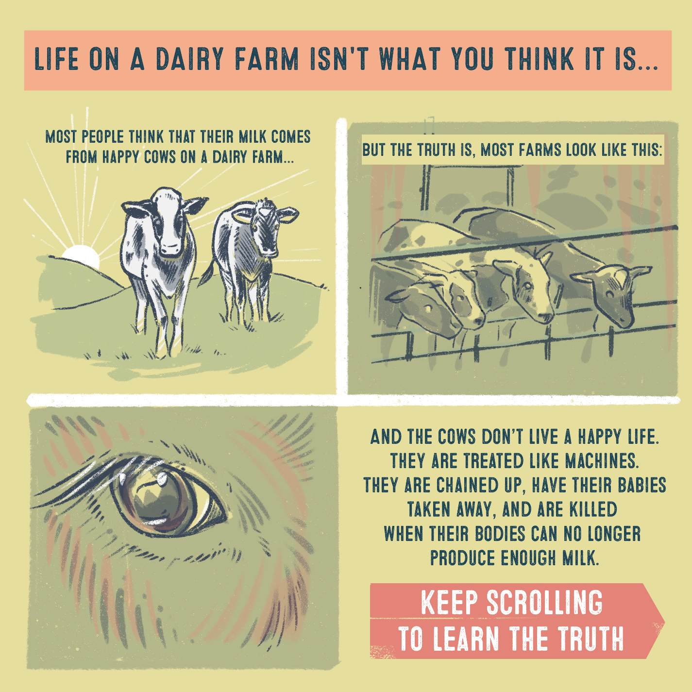  And the cows don’t live a happy life. They are treated like machines. They are chained up, have their babies taken away, and are killed when their bodies can no longer produce enough milk.  Keep scrolling to learn the truth 