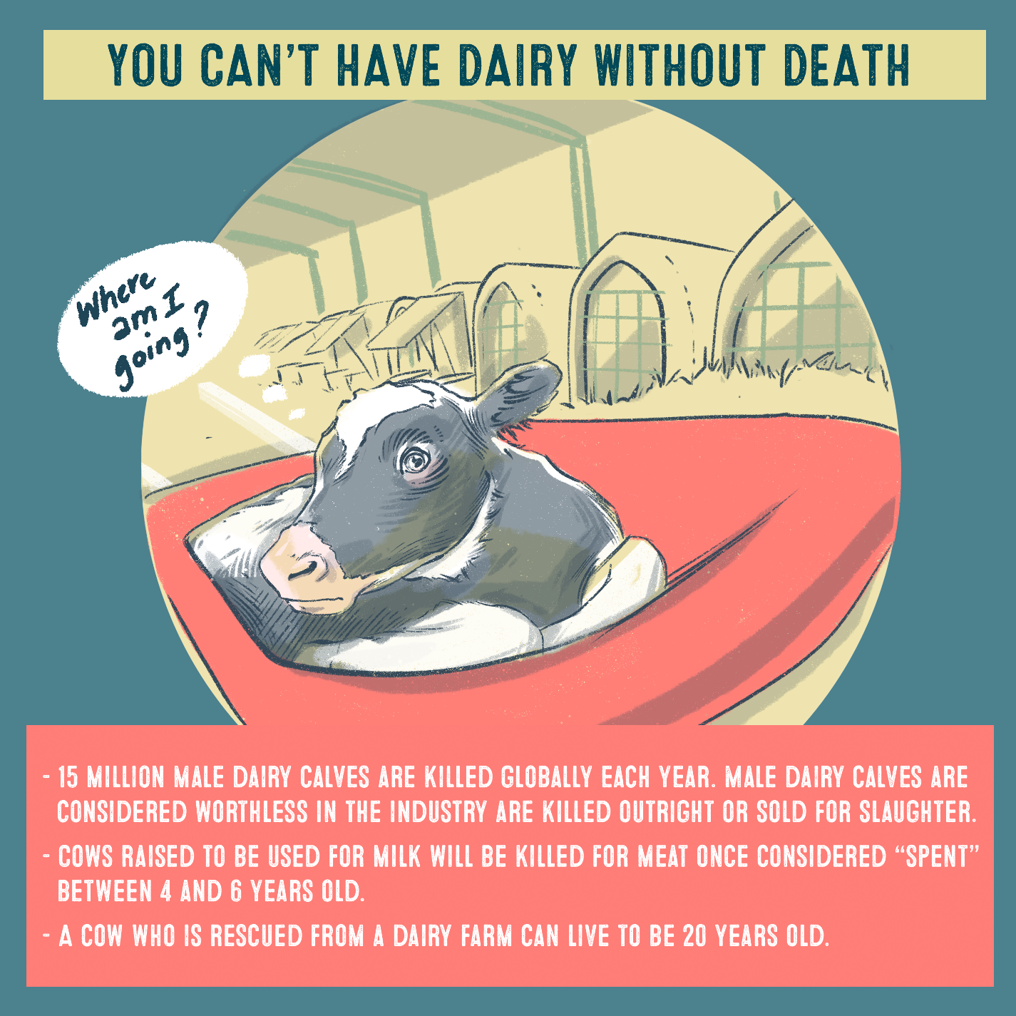 You can’t have dairy without death Where am I going? 15 million make dairy calves are killed globally each year. Male dairy calves are considered worthless in the industry are killed outright or sold for slaughter. Cows raised to be used for milk will be killed for meat once considered spent between 4 and 6 years old.  A cow can live up to 20 years old. They don’t get to reture, or live out their full lives as they deserve.